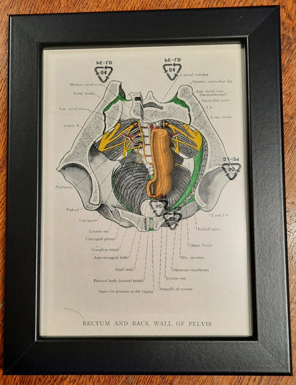 Antique Coloured Anatomical Diagrams