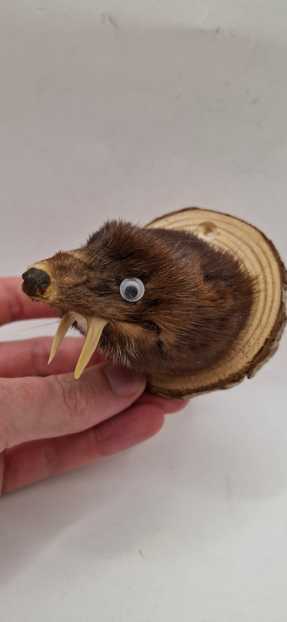 It's Not A Fox!