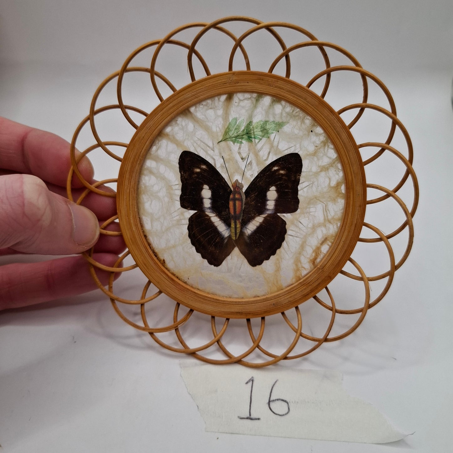 Butterfly Coasters