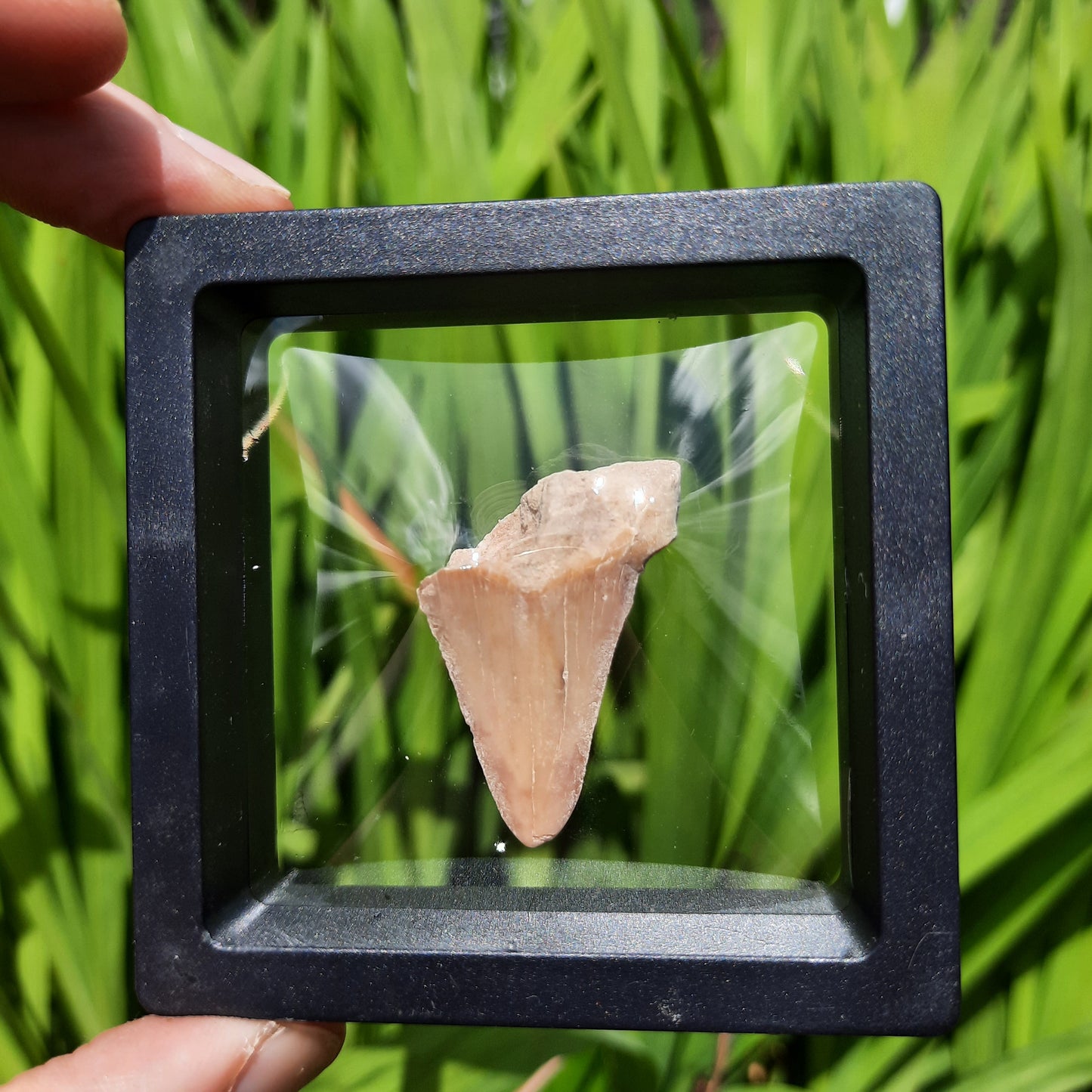 Framed Shark Teeth