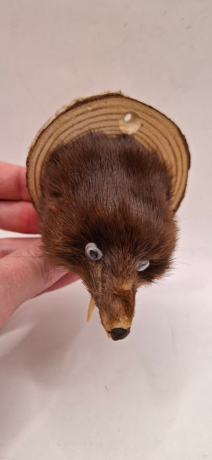 It's Not A Fox!