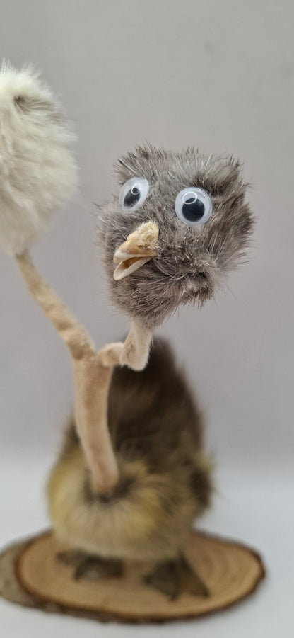Twin Beaks