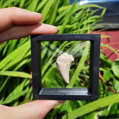 Framed Shark Teeth