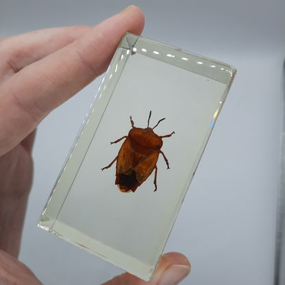 Insect Specimens RELOADED