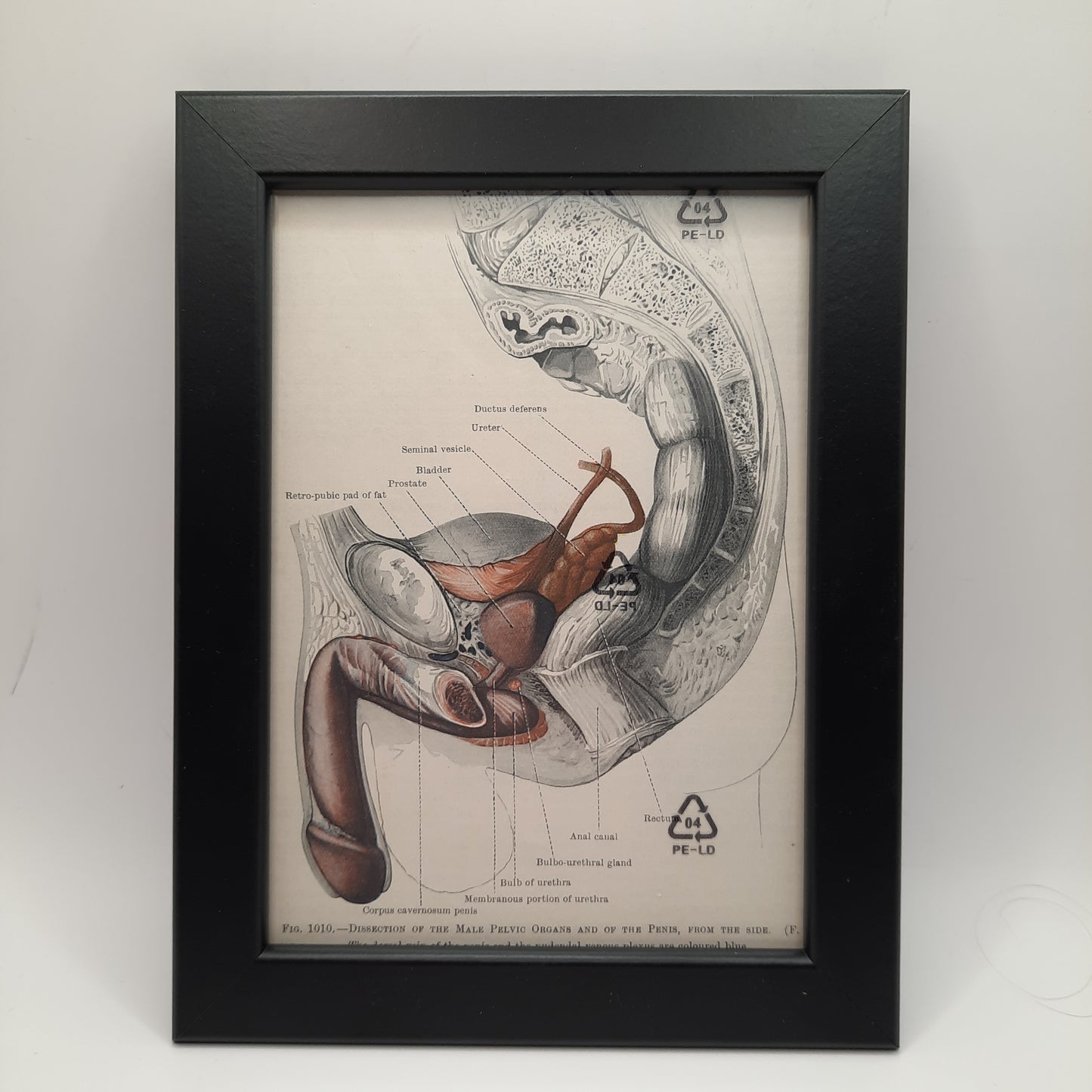 Antique Coloured Anatomical Diagrams