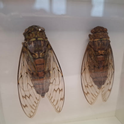 Framed Cicadas