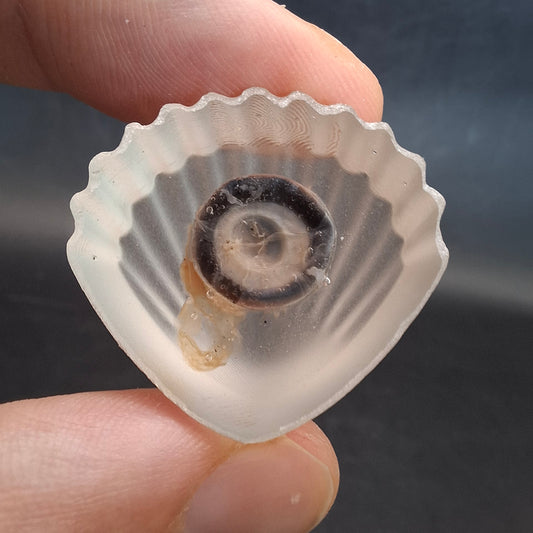Seeshell