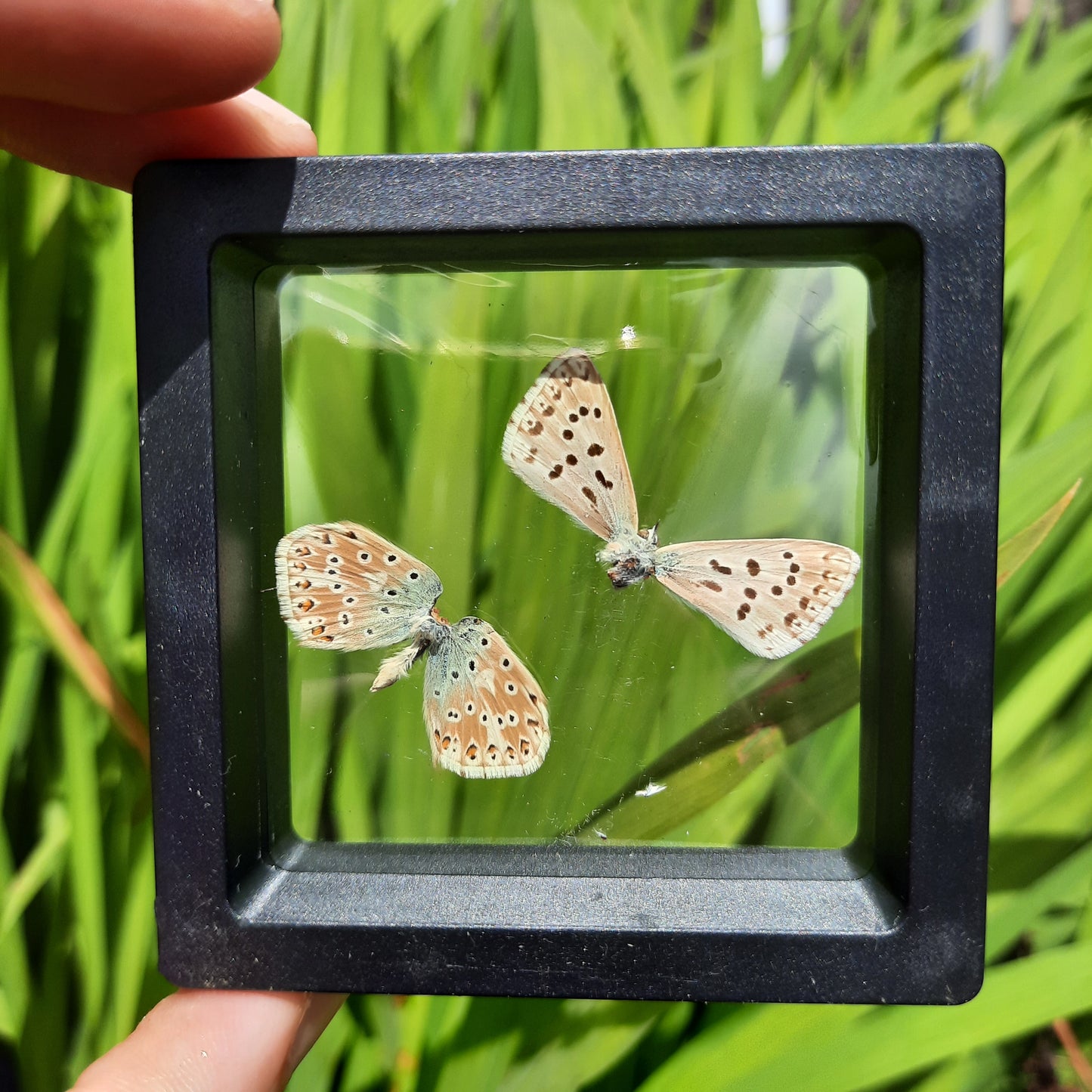 Framed Broken Butterflies