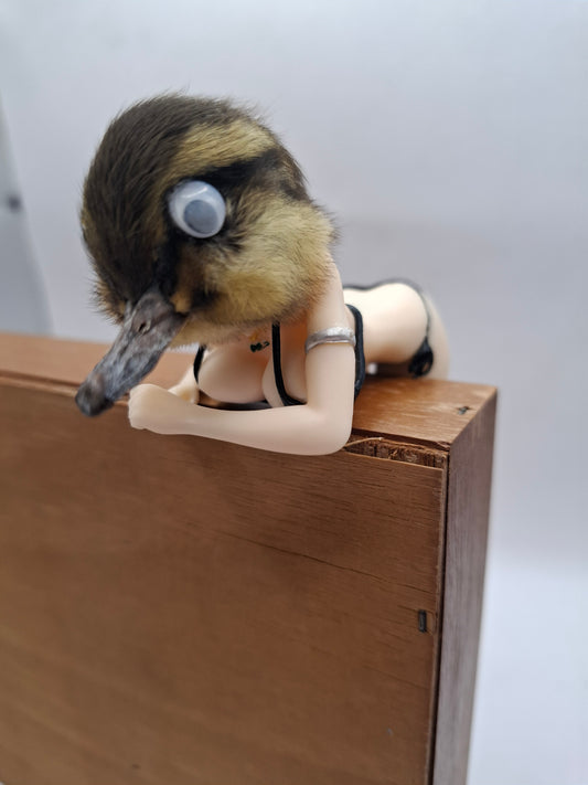Peeping Duck