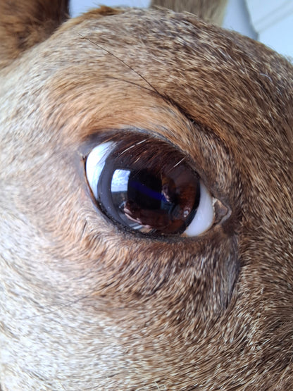 Deer Head (UK Only)