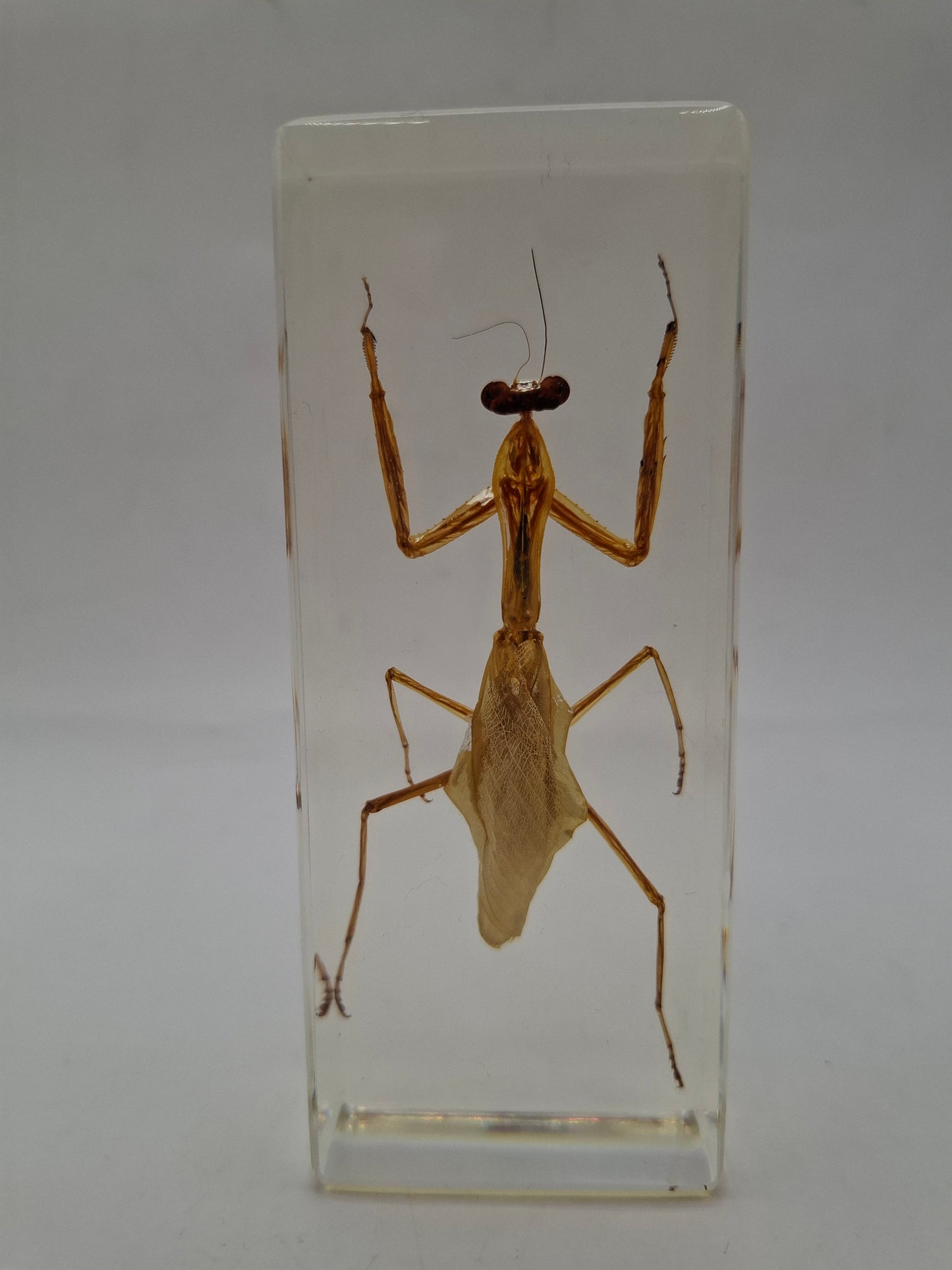 Father Mantis