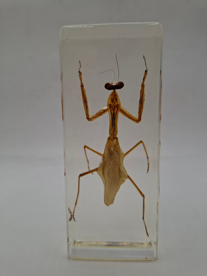 Father Mantis
