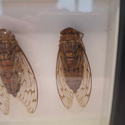 Framed Cicadas