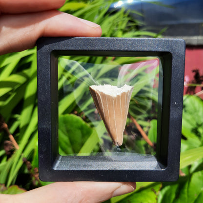 Framed Shark Teeth