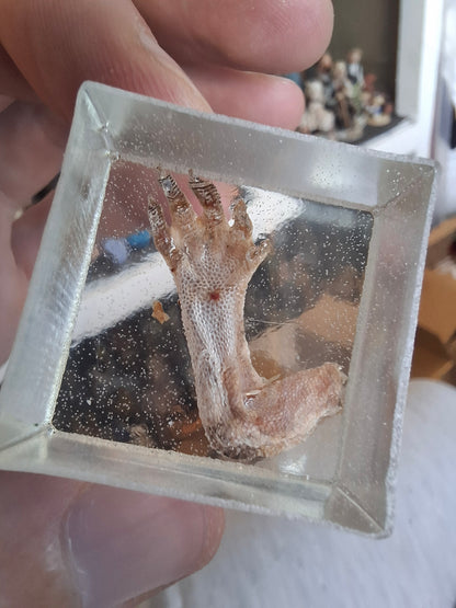 Lizard Leg