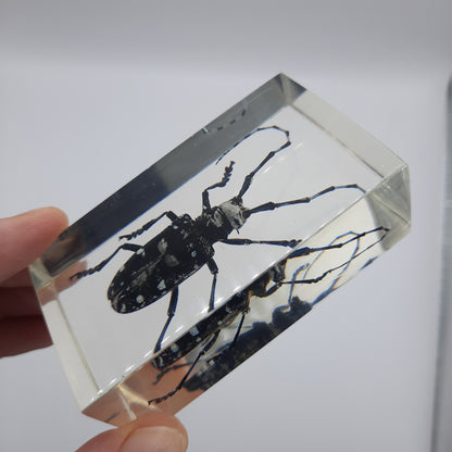 Insect Specimens RELOADED