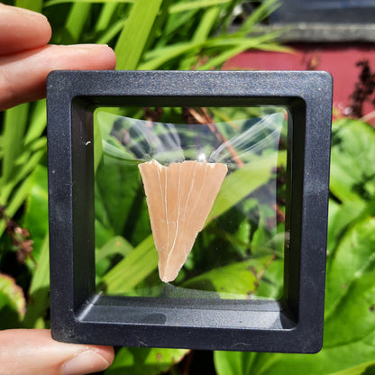 Framed Shark Teeth