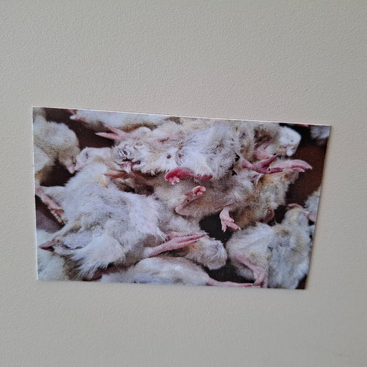 Pile of Dead Chicks Magnet