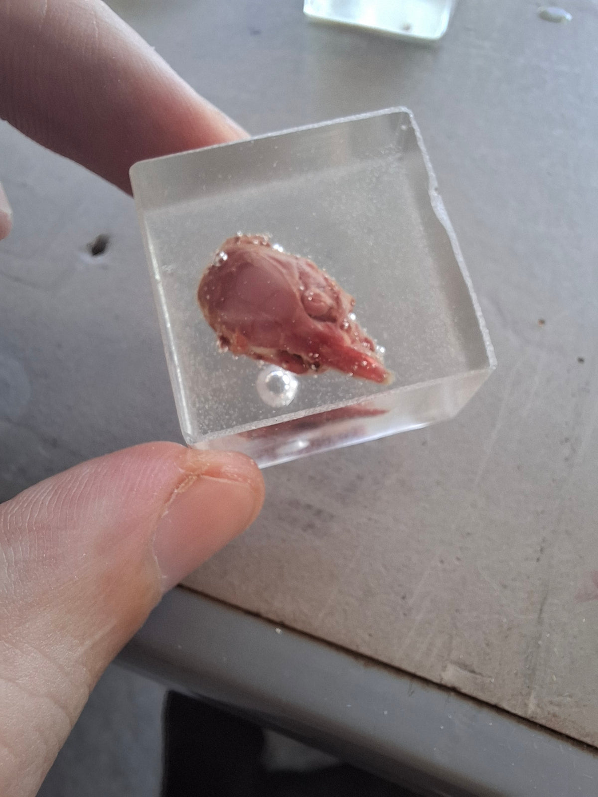 Skinned Mouse Heads