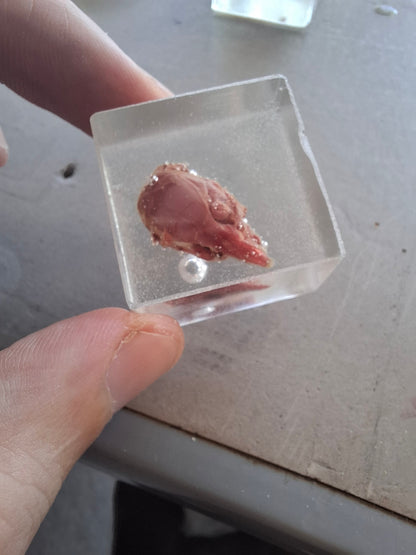 Skinned Mouse Heads