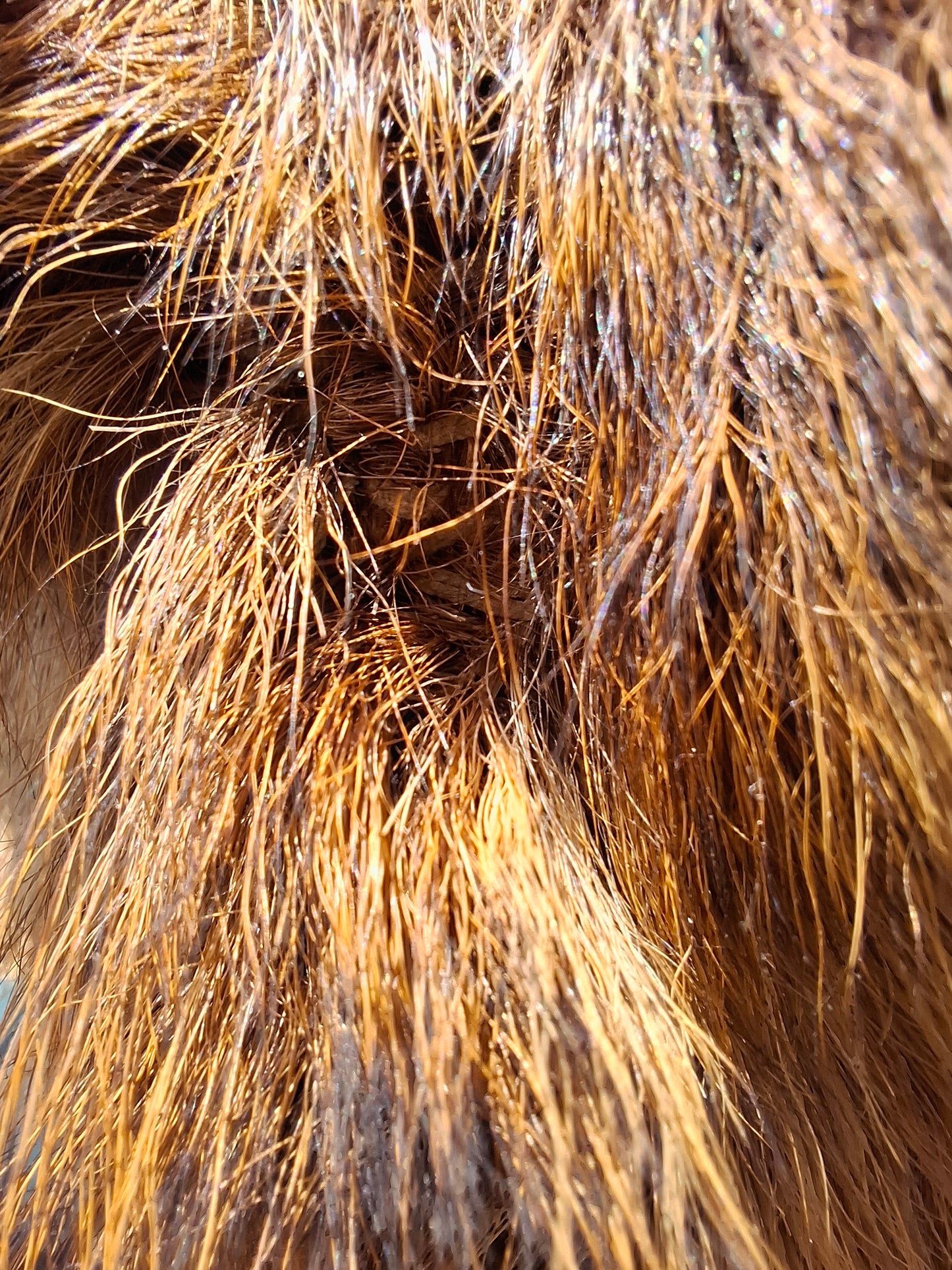 Deer Head (UK Only)