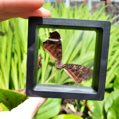 Framed Broken Butterflies