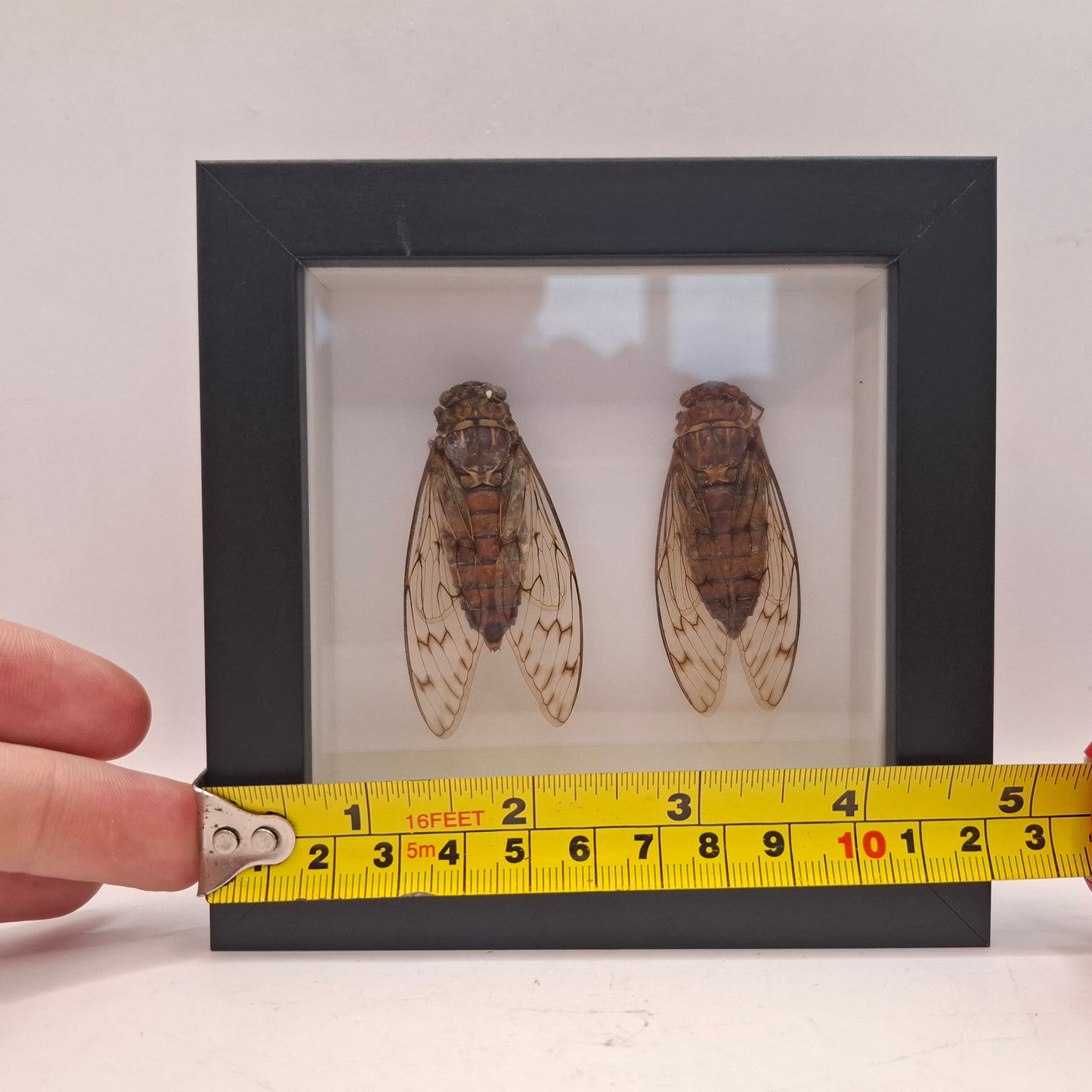 Framed Cicadas