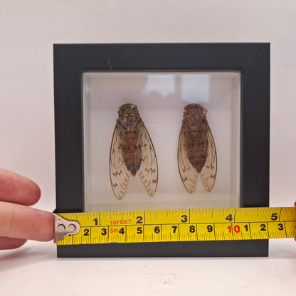 Framed Cicadas