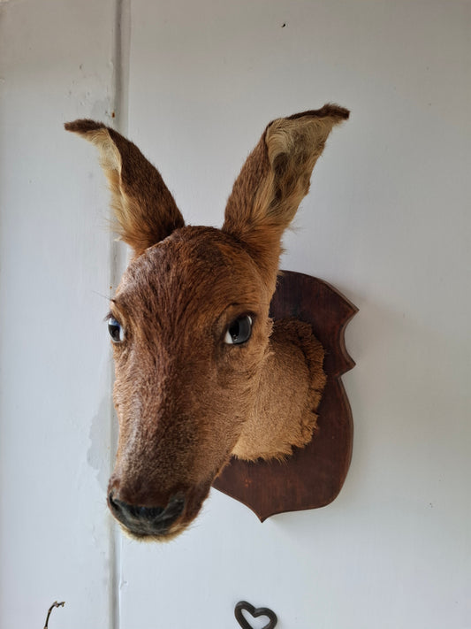 Deer Head (UK Only)