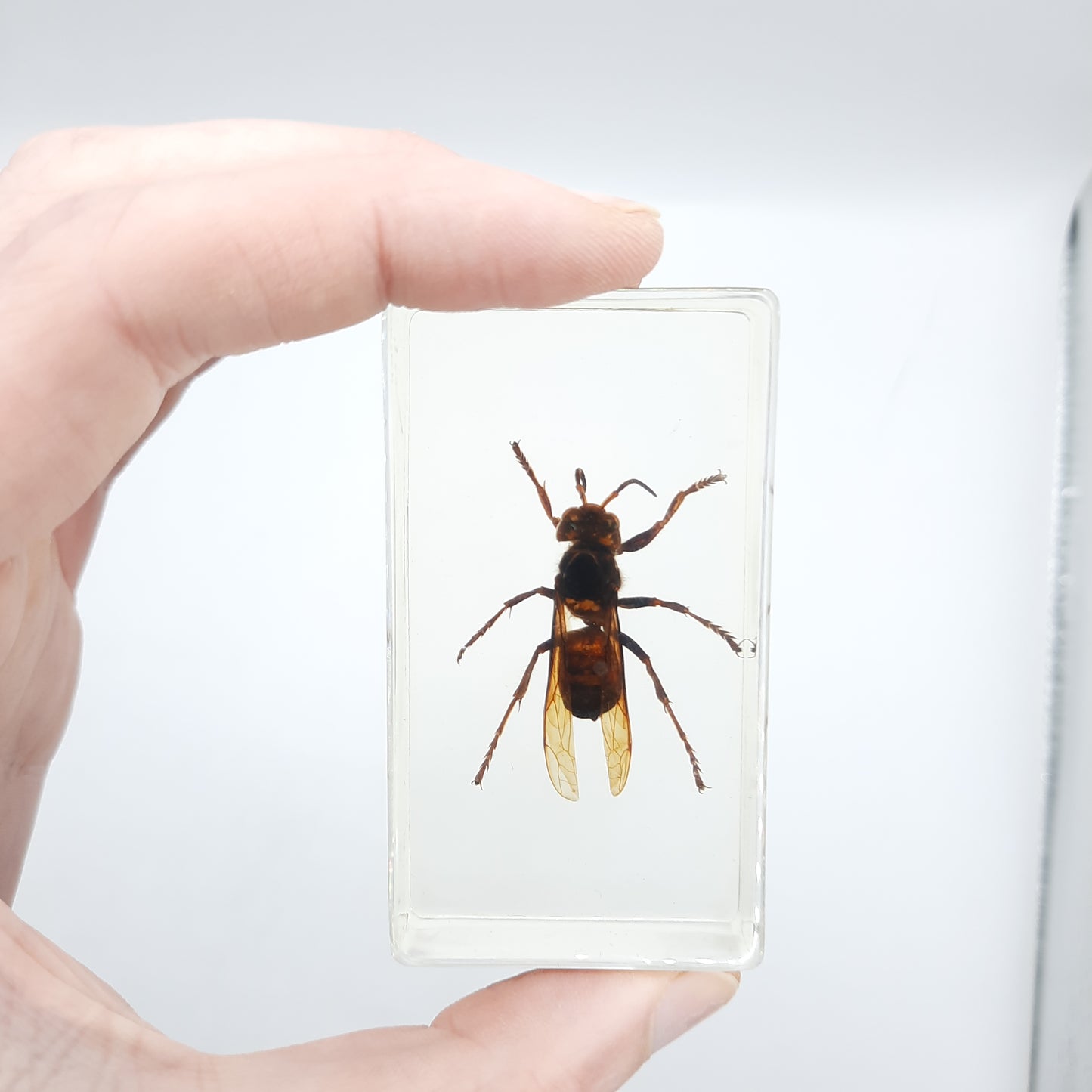 Insect Specimens RELOADED