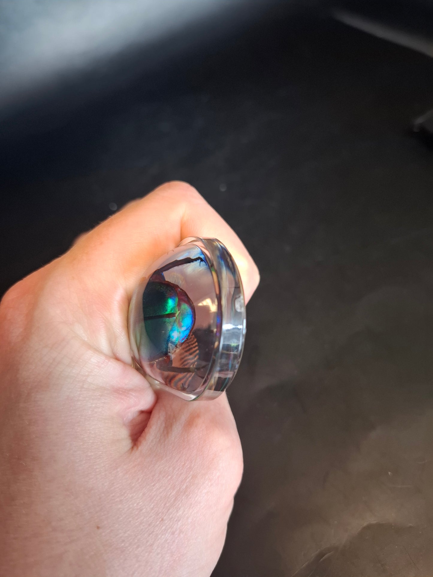 Chafer Beetle Bottle Opener