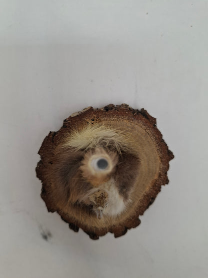 Little Head