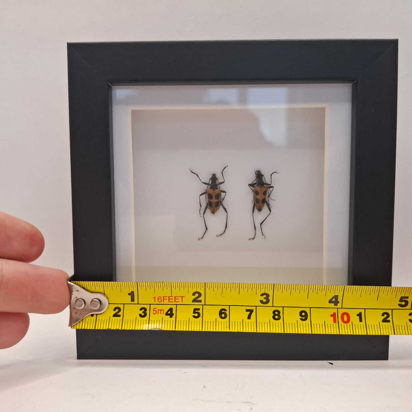 Framed Beetles