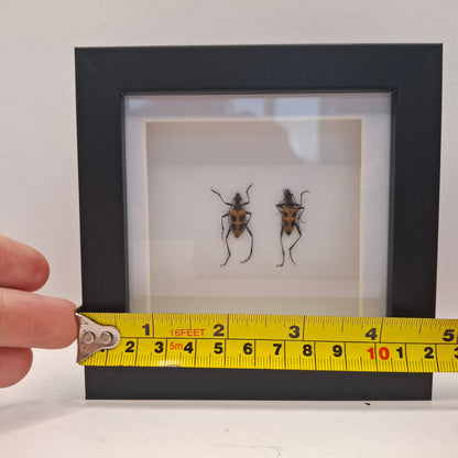 Framed Beetles