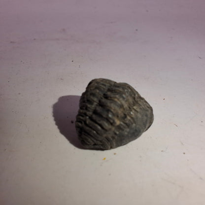 Trilobite Fossil
