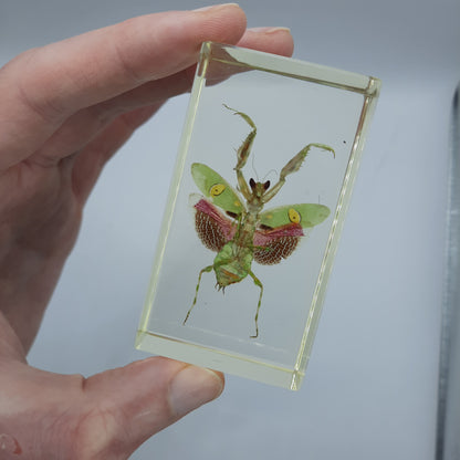 Insect Specimens RELOADED