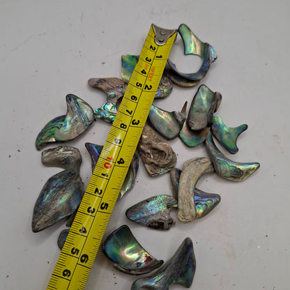 Abalone Shell