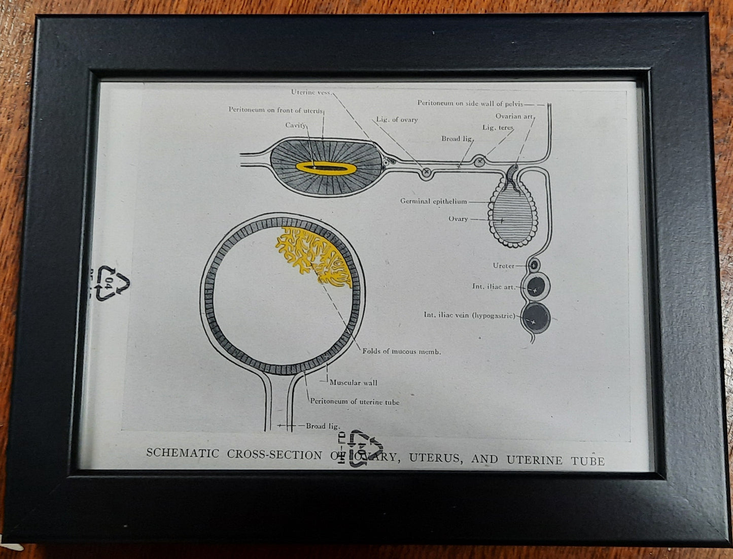 Antique Coloured Anatomical Diagrams (Framed)