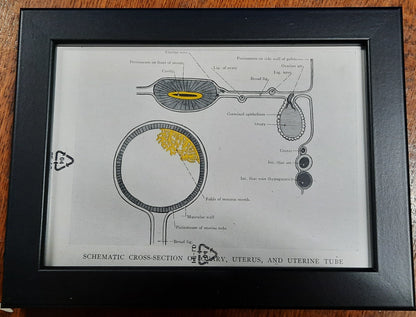 Antique Coloured Anatomical Diagrams (Framed)