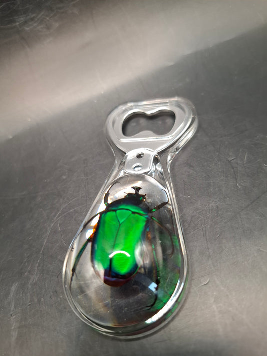 Chafer Beetle Bottle Opener