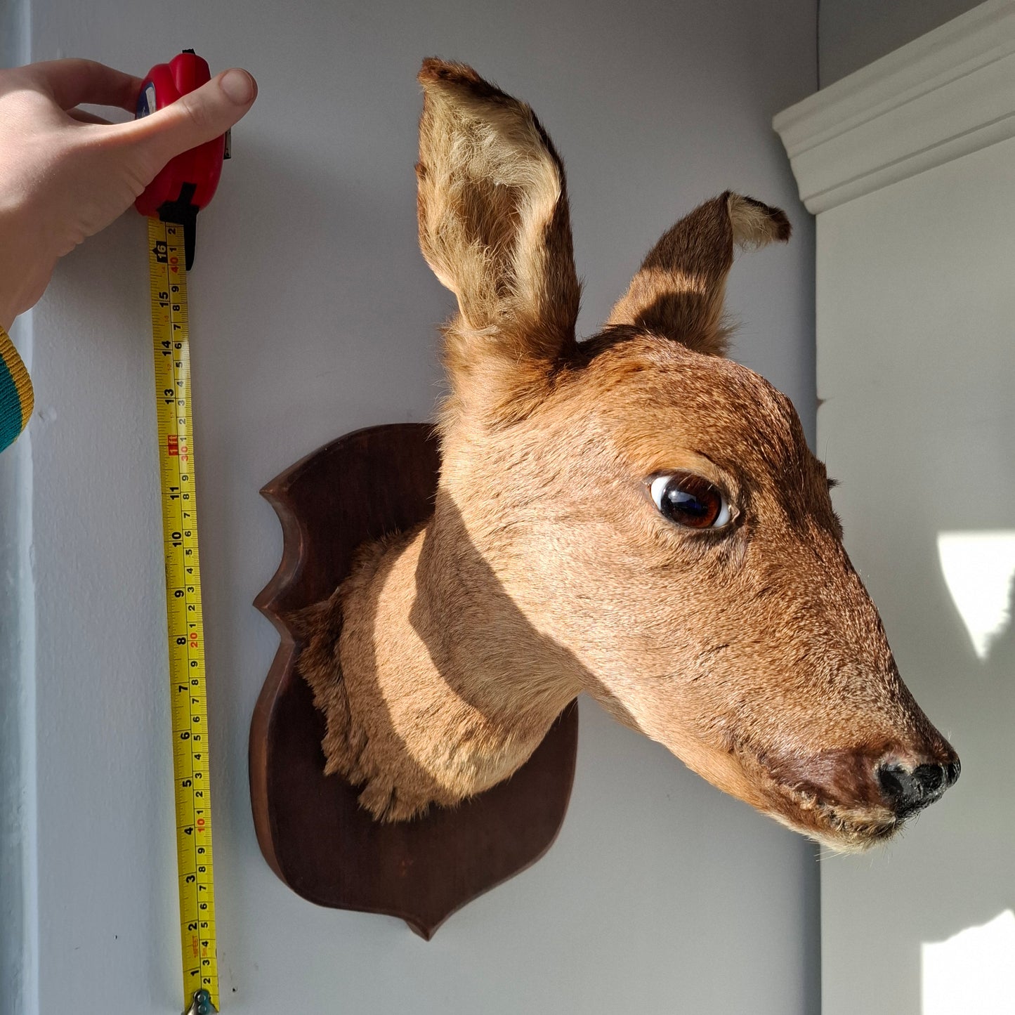 Deer Head (UK Only)