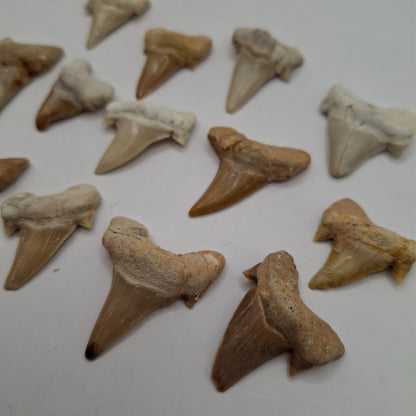Shark Tooth