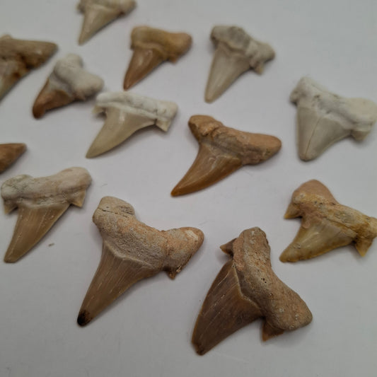 Shark Tooth