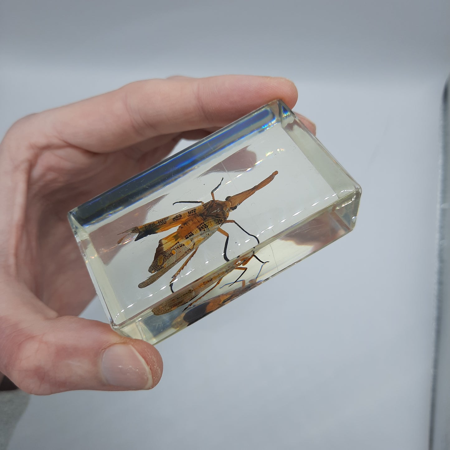 Insect Specimens RELOADED