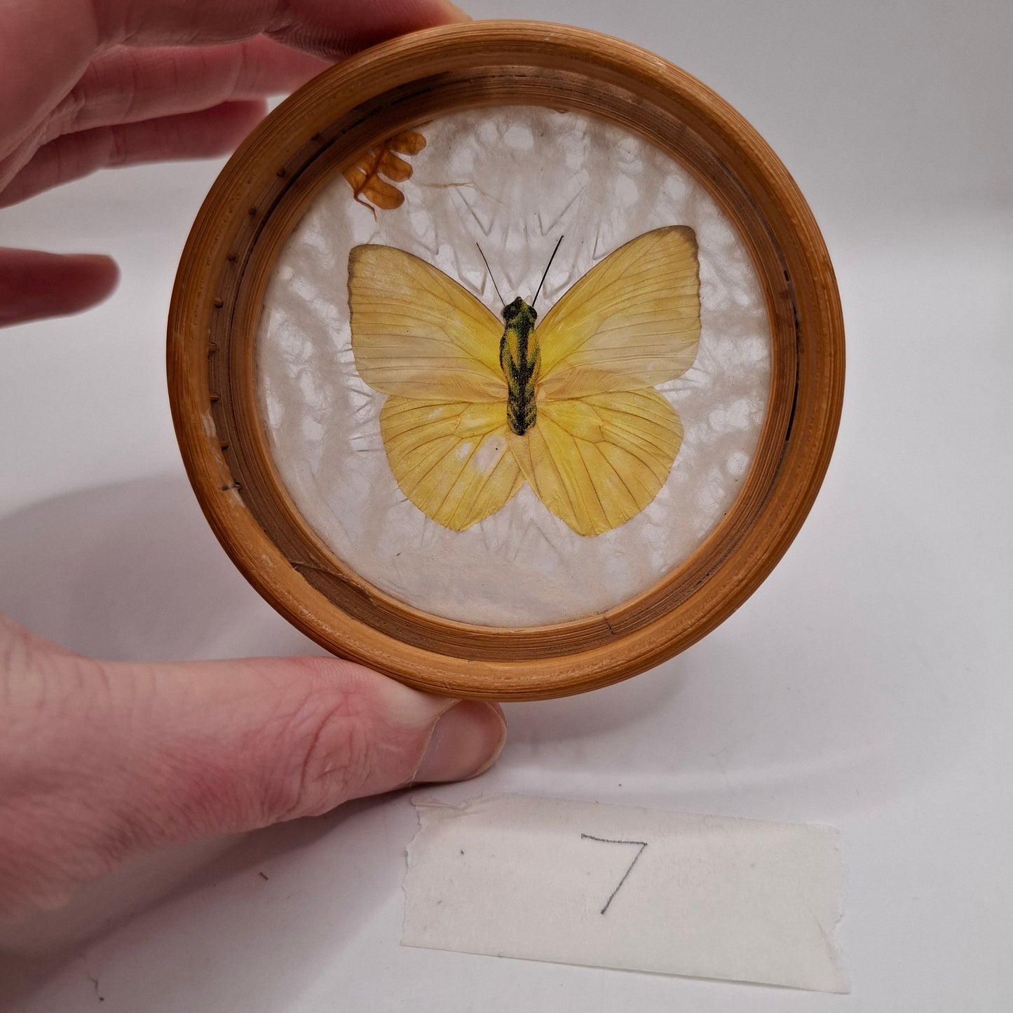 Butterfly Coasters