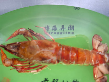 Crayfish In Resin