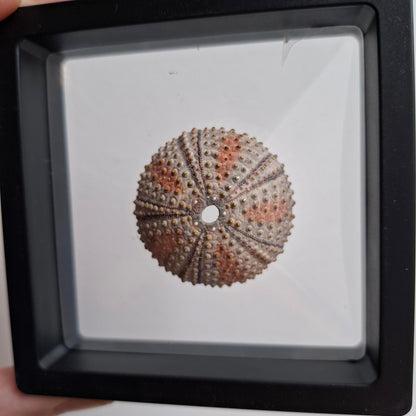 Sea Urchin