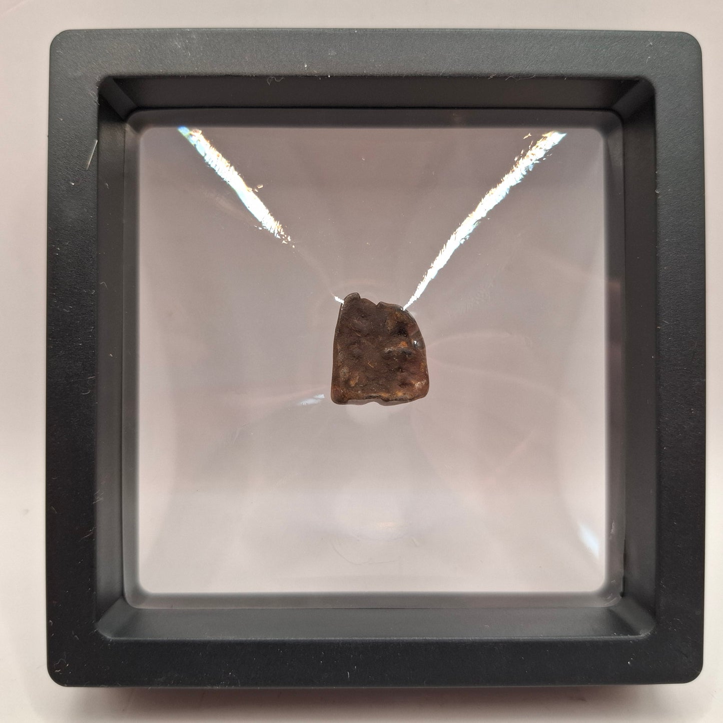 Fossilised Deer Tooth