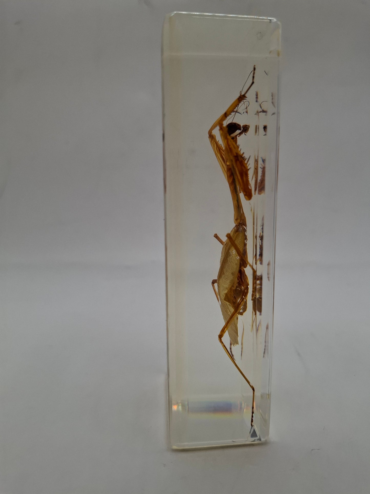 Father Mantis