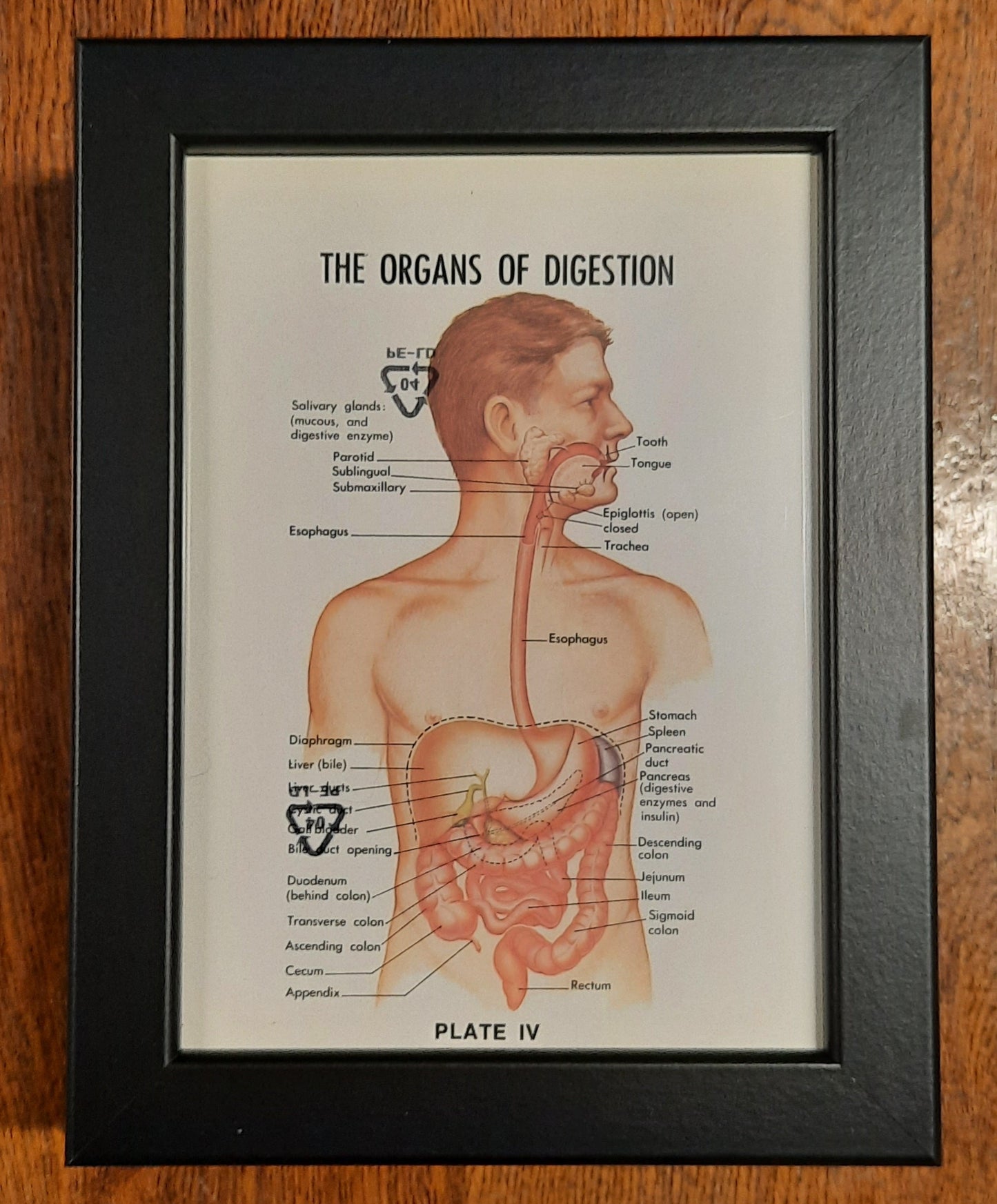 Biological Diagrams